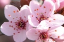 sadzonki - Śliwa dziecięca (Prunus x cistena) - krzew C5/40-60cm *6