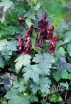rośliny ozdobne -  Tojad pnący RED WINE Aconitum hemsleyanum - 5szt. nasion