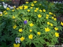 sadzonki -  Zawilec żółty Anemone ranunculoides - 10 szt. nasion