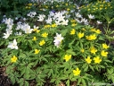 rośliny ogrodowe - Zawilec żółty Anemone ranunculoides - 10 szt. nasion