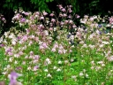 sklep ogrodniczy - Orlik ogrodowy WOODSIDE STRAIN Aquilegia vulgaris - 10szt. nasion