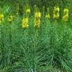 rośliny ozdobne -  Złotnica żółta Asphodeline lutea - 10 szt. nasion