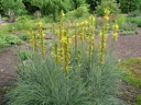 rośliny ogrodowe - Złotnica żółta Asphodeline lutea - 10 szt. nasion