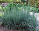 sadzonki - Złotnica żółta Asphodeline lutea - 10 szt. nasion