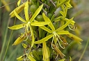 rośliny ozdobne - Złotnica żółta Asphodeline lutea - 10 szt. nasion