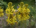 sklep ogrodniczy - Złotnica żółta Asphodeline lutea - 10 szt. nasion