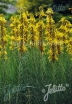 sadzonki - Złotnica żółta Asphodeline lutea - 10 szt. nasion