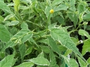 sadzonki - Złotlin japoński PICTA (Kerria japonica Picta) C2