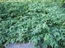 sklep ogrodniczy - Złotlin japoński PICTA (Kerria japonica Picta) C2