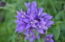 rośliny ogrodowe -  Dzwonek skupiony (Campanula glomerata) C1