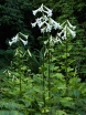 sklep ogrodniczy - Lilia himalajska Cardiocrinum giganteum syn.Lilium giganteum - 5szt. nasion