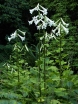 rośliny ogrodowe - Lilia himalajska Cardiocrinum giganteum syn.Lilium giganteum - 5szt. nasion