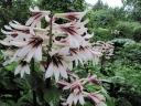 rośliny ogrodowe - Lilia himalajska Cardiocrinum giganteum syn.Lilium giganteum - 5szt. nasion