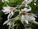 sadzonki - Lilia himalajska Cardiocrinum giganteum syn.Lilium giganteum - 5szt. nasion