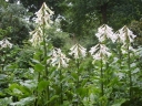 sklep ogrodniczy - Lilia himalajska Cardiocrinum giganteum syn.Lilium giganteum - 5szt. nasion