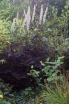 sadzonki - Cimicifuga racemosa ATROPURPUREA Actaea simplex - pluskwica - 10szt. nasion