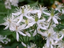 rośliny ogrodowe - Powojnik mandżurski Clematis mandschurica - 10 szt. nasion