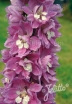 sklep ogrodniczy - Ostróżka 'Astolat Premium' Delphinium Pacific-Premium-Series (x cultorum) - 10szt. nasion