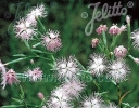 rośliny ogrodowe -  Goździk pyszny Dianthus superbus - 10szt. nasion