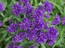 sklep ogrodniczy - Dzwonek skupiony (Campanula glomerata) C1