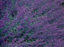 rośliny ogrodowe -  Kocimiętka Faassena (Nepeta x faassenii) C1,5 *K3
