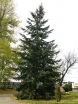 sadzonki - Daglezja BLUE WONDER Pseudotsuga menziesi C5/60cm
