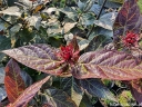 sadzonki -  Kielichowiec wonny FOXY LADY Calycanthus floridus C5/40-60cm *K13