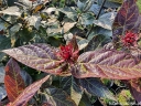 rośliny ogrodowe - Kielichowiec wonny FOXY LADY Calycanthus floridus C5/40-60cm *K13