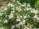 rośliny ogrodowe - Wawrzynek transatlantycki SUMMER ICE Daphne transatlantica C2/20cm *K14