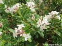 sklep ogrodniczy - Wawrzynek transatlantycki SUMMER ICE Daphne transatlantica C2/20cm *K14