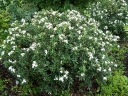 sklep ogrodniczy - Wawrzynek transatlantycki SUMMER ICE Daphne transatlantica C2/20cm *K14