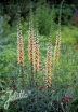 sklep ogrodniczy -  Naparstnica rdzawa GIGANTEA Digitalis ferruginea - 10 szt. nasion