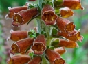 sklep ogrodniczy -  Naparstnica MILK CHOCOLATE Digitalis parviflora - 10 szt. nasion