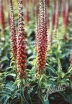 rośliny ogrodowe - Naparstnica MILK CHOCOLATE Digitalis parviflora - 10 szt. nasion