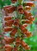 sklep ogrodniczy - Naparstnica MILK CHOCOLATE Digitalis parviflora - 10 szt. nasion