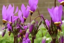 sadzonki - Bożykwiat Meada Pierwiosnek Meada Dodecatheon - MIX kolor 10szt. nasion