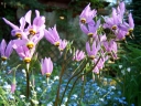 sklep ogrodniczy - Bożykwiat Meada Pierwiosnek Meada Dodecatheon - MIX kolor 10szt. nasion