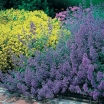 rośliny ozdobne - Kocimiętka Faassena (Nepeta x faassenii) C1,5 *K3