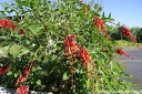 rośliny ogrodowe - Erythrina crista-galli Koralowe drzewo - 5szt. nasion