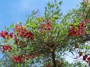 rośliny ozdobne - Erythrina crista-galli Koralowe drzewo - 5szt. nasion