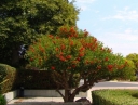 rośliny ogrodowe - Erythrina crista-galli Koralowe drzewo - 5szt. nasion