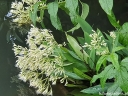 rośliny ogrodowe -  Sadziec BIAŁY Eupatorium albus fistulosum f. albidum /C2 *K16