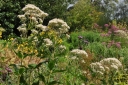 rośliny ozdobne - Sadziec BIAŁY Eupatorium albus fistulosum f. albidum /C2 *K16