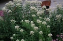 sadzonki - Sadziec BIAŁY Eupatorium albus fistulosum f. albidum /C2 *K16