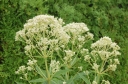 rośliny ozdobne - Sadziec BIAŁY Eupatorium albus fistulosum f. albidum /C2 *K16
