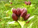 rośliny ogrodowe - Goryczka purpurowa Gentiana purpurea - 10szt. nasion