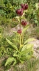 sadzonki - Goryczka purpurowa Gentiana purpurea - 10szt. nasion