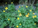 sadzonki - Mekonops kambryjski Meconopsis cambrica /P9 *10