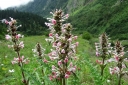 rośliny ogrodowe - Morina wielkolistna Morina longifolia - 5szt. nasion