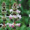 rośliny ogrodowe - Morina wielkolistna Morina longifolia - 5szt. nasion